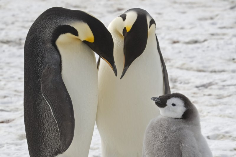 멸종 위기에 처한 것으로 알려진 남극 황제펭귄의 새로운 서식지가 위성을 통해 발견됐다고 미국 AP통신이 23일(현지시간) 전했다. 사진은 남극의 황제펭귄 성체와 그 새끼의 모습. ⓒ사진 2024년 1월 24일 뉴시스