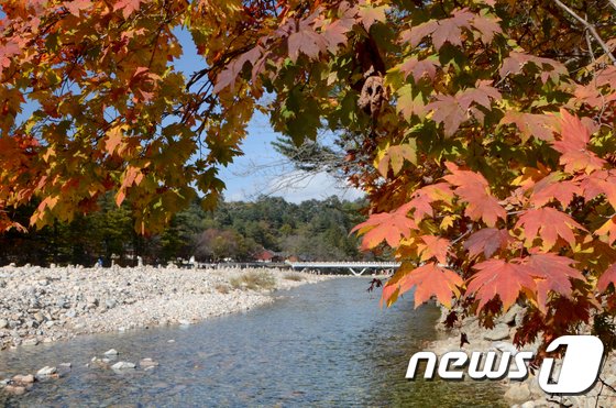 백담사를 흐르는 계곡에 단풍나무가 붉게 물들었다. ©뉴스1, 2017년 10월