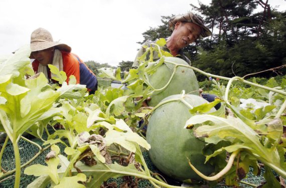 농부들이 광주 특산품 '무등산수박'을 수확하고 있다.(광주북구 제공)2021.8.6 /뉴스1 © News1 허단비 기자 /사진=뉴스1