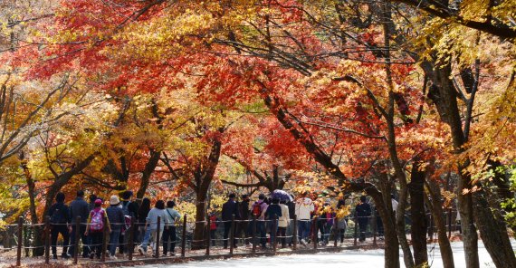 가을이면 단풍을 구경하기 위해 내장산을 찾는 사람이 많아진다. ⓒ정읍 뉴시스, 2021년 11월