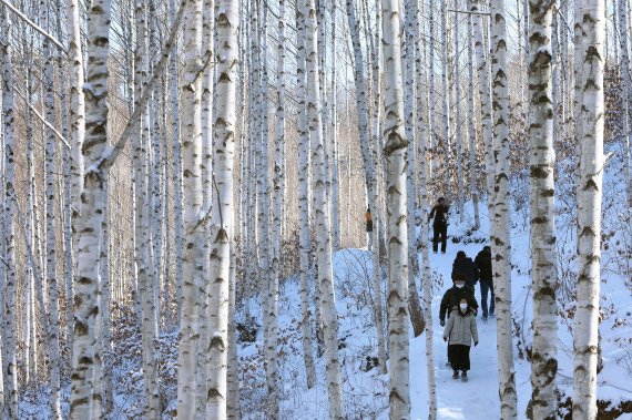 눈이 오면 하얗게 변하는 인제 원대리 속삭이는자작나무숲. ⓒ사진 인제군청 제공/뉴시스, 2022년 1월 22일