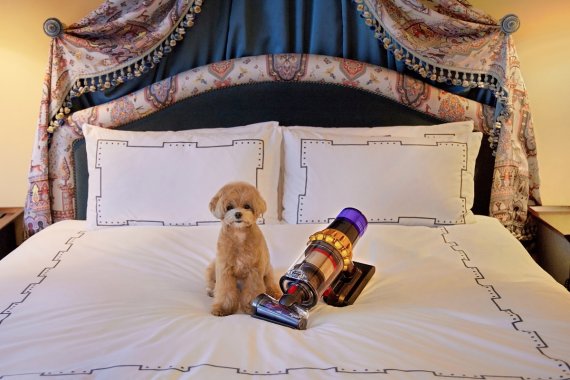 반려동물이 함께 이용할 수 있는 레스케이프 명동의 '펫프랜들리' 객실. 무선 청소기와 공기청정기 등 다이슨 제품이 구비되어 보다 쾌적하게 객실을 이용할 수 있다. ⓒ사진 레스케이프 명동 제공, 파이낸셜뉴스