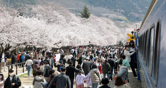 지난해 2일 경남 창원시 진해구 경화역 벚꽃길 일대를 찾은 시민들의 모습. 2022.4.2 ⓒ뉴스1