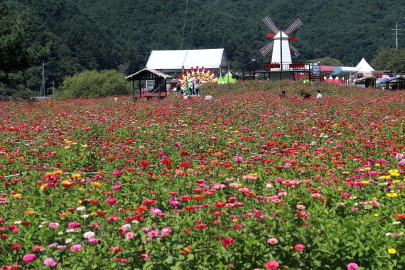 강릉의 시화 백일홍