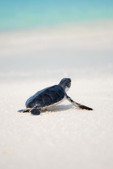 바다거북은 모래에 알을 낳는다. 모래의 온도가 높고 습도가 낮으면 암컷이 부화할 가능성이 높다. 최근 수컷 바다거북 개체수가 급격하게 줄고 있다. @Photo by jcob nasyr on Unsplash