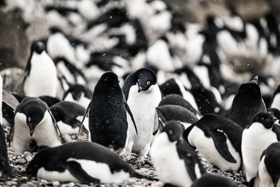 '남극의 신사'라는 별명을 가진 아델리펭귄은 크릴새우만을 먹이로 삼는다. 크릴새우 남획으로 아델리펭귄의 개체는 지난 40년간 80%이상 줄어들었다. Photo by Hubert Neufeld on Unsplash