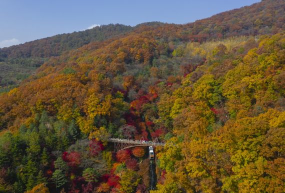 울긋불긋 단풍으로 물든 화담숲 사이를 가로지르는 모노레일 ⓒ파이낸셜뉴스
