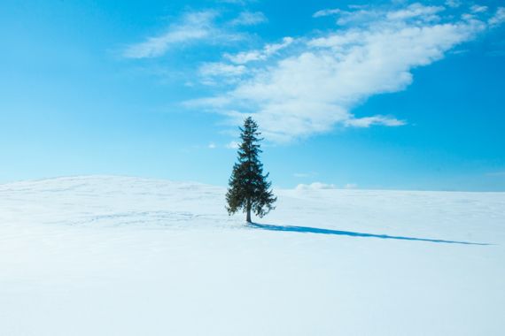 비에이 설경. 새하얀 눈이 대지를 덮자 나무 한 그루만 외로이 서있다. ⓒKim Hyun on Unsplash