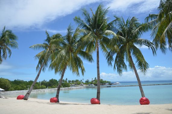 필리핀 세부 해변의 야자나무 ⓒ pixabay.com / lejeemae