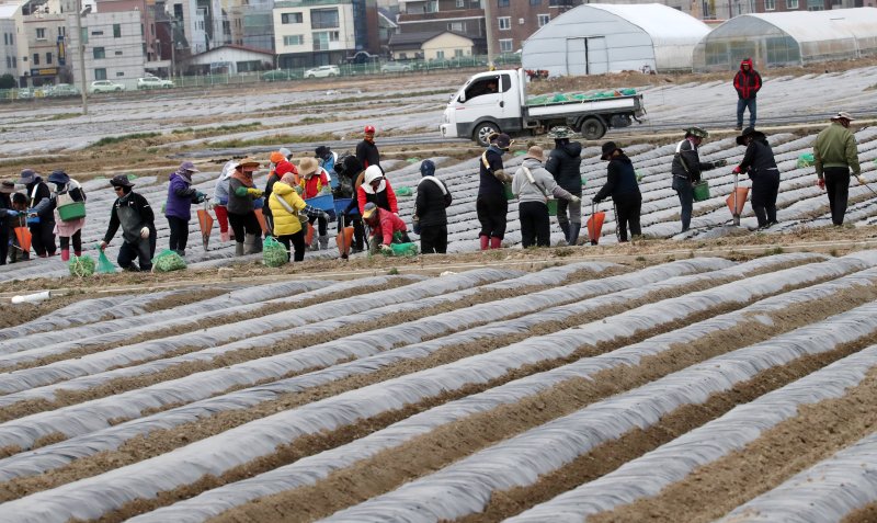 3월 중순, 봄감자 심기에 분주한 농민들의 모습 © 강릉=연합뉴스 / 2023년 3월 14일