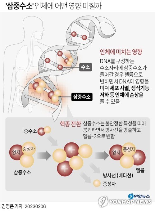 삼중수소는 체내 DNA에 영향을 미친다. 후쿠시마 오염수는 ALPS(다핵종제거설비)로 정화 과정을 거친 후 바다에 방류될 예정지만 삼중수소(트리튬)는 정화 과정에서 걸러지지 않는다. ⓒ그래픽 2023년 2월 6일 연합뉴스 김영은 기자