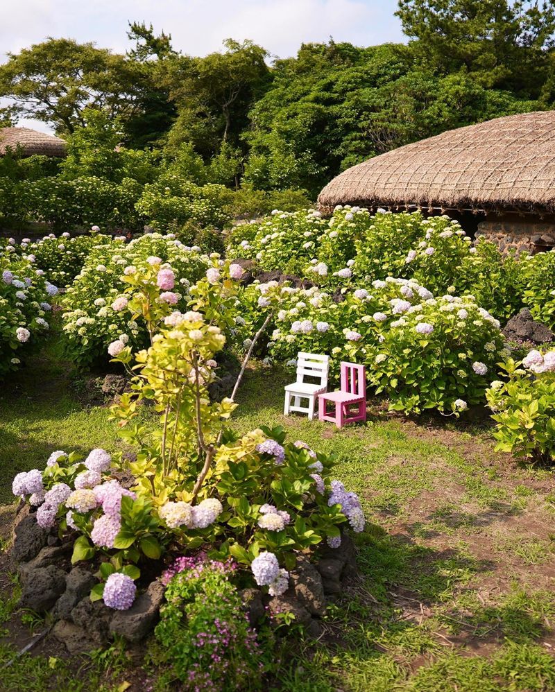 여름이 되면 수국이 장관을 이루는 제주민속촌. 나지막한 돌담을 수놓은 화사한 수국의 조화가 아름다워 '제주 인생샷 성지'로도 불린다. ⓒ사진 제주민속촌 공식 인스타그램