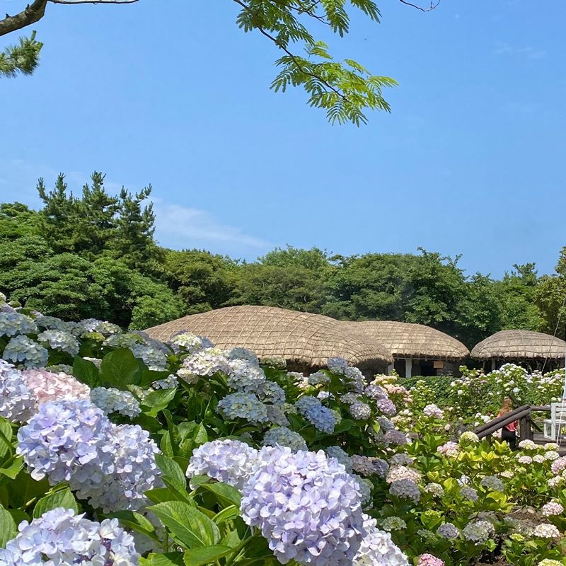 여름이 되면 수국이 장관을 이루는 제주민속촌. 나지막한 돌담을 수놓은 화사한 수국의 조화가 아름다워 '제주 인생샷 성지'로도 불린다. ⓒ사진 제주민속촌 공식 인스타그램