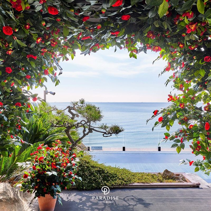 해운대 파라다이스호텔 야외 수영장. ⓒ사진 파라다이스 호텔 부산 공식 인스타그램 @busan.paradisehotel