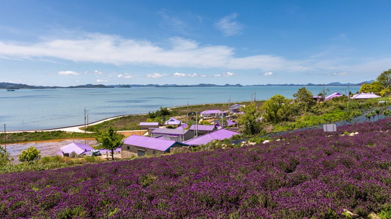 신안 퍼플섬. ⓒ사진 파이낸셜뉴스