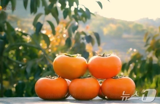 김해 대표 특산품 '진영단감'. 사진=뉴스1(김해시 제공)