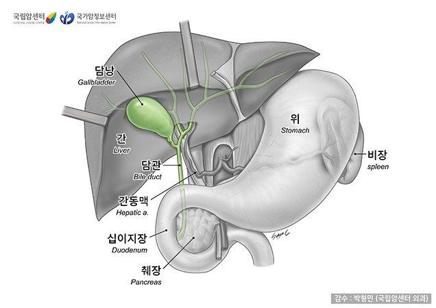 쓸개(담낭)과 담관의 구조. 사진=국립암센터