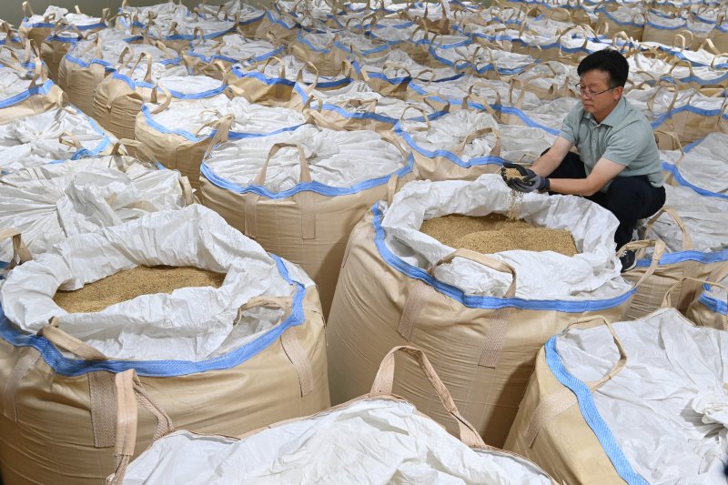과잉 생산된 쌀을 정부가 의무적으로 매입하는 내용의 양곡관리법 개정안이 국회 본회에 통과된 4일 경기 화성시 남양읍 수라청농협쌀조공법인 저온창고에서 관계자가 보관중인 쌀을 살펴보고 있다. 2025.08.04/뉴시스